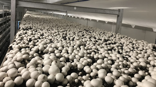 Button Mushroom